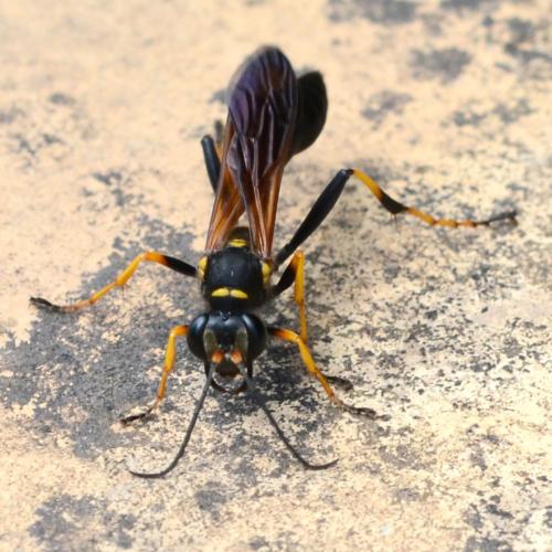 Réf. 287 615 : Sceliphron caementarium